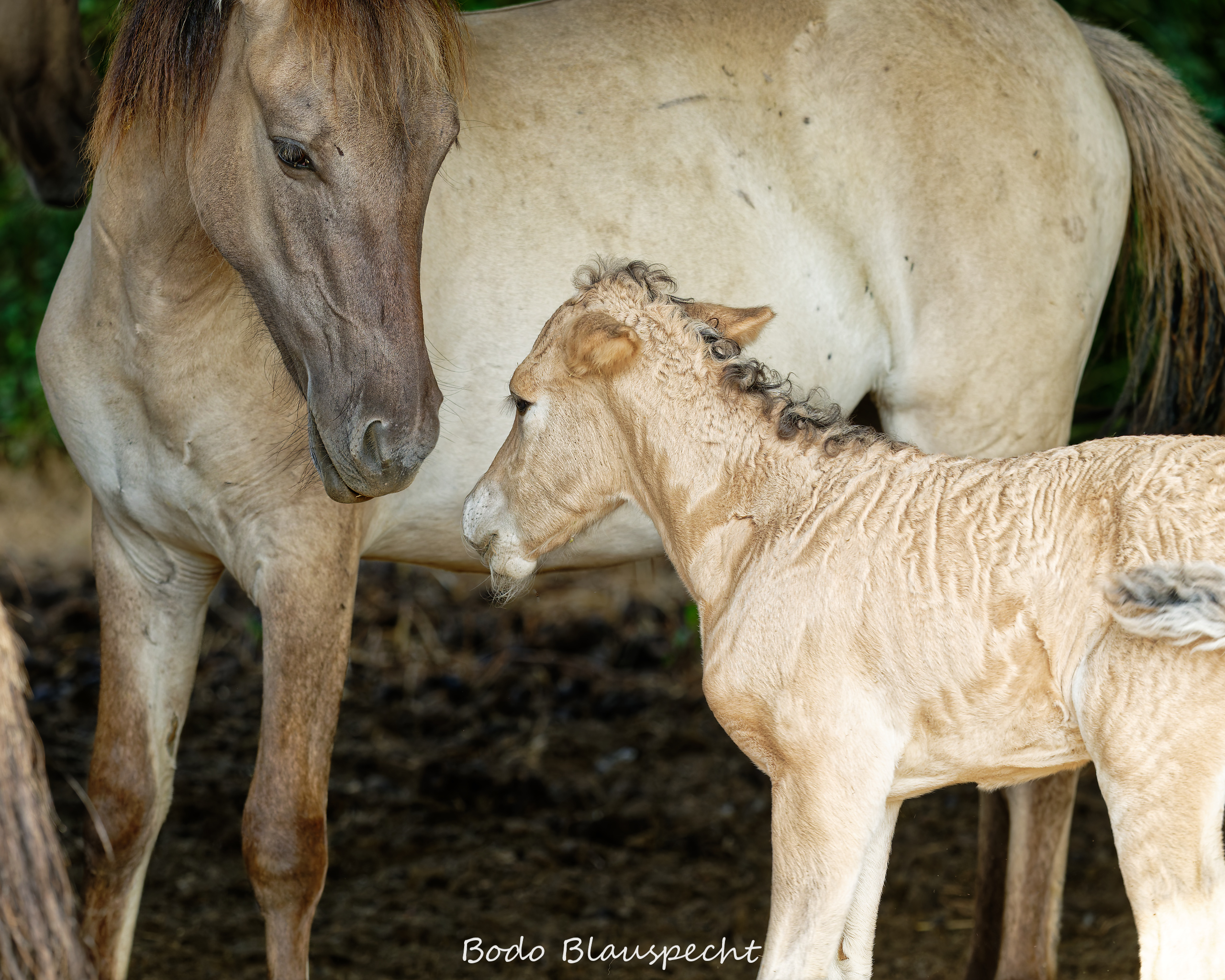Konik Steveraue  2026.07.30 10.24 13 WEB